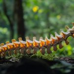 Colonne vertebrale